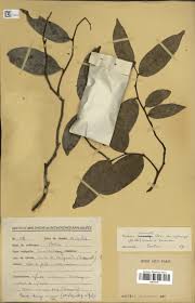 Image result for Uvaria acuminata