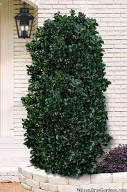 Image result for Grona stolzii