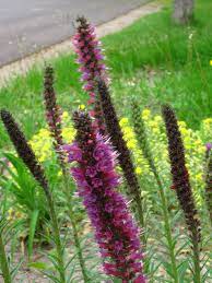 In this video i will demonstrate and explain post plant positions for certain spike plant locations. Garden Answers Plant Identification App Plants Garden Answers Plant Identification