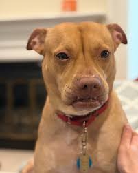 Adoptable Abigail recently spent some time in a foster home. Between the  snoring and squirrel watching, we learned a few things about her: 🐶 She is  crate trained 👁👁 She will stare