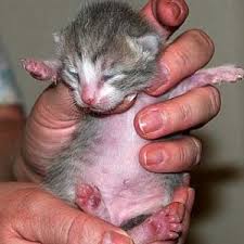 Pada bagian mata biasanya terdapat bulu mata anak kucing yang lepas. 4 Penyebab Anak Kucing Lahir Buta Tanda Dan Gejala