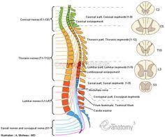 While there are an … 170 Spinal Cord Ideas Spinal Cord Spinal Human Spine