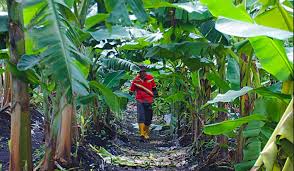 Savesave gambar ba kegunaan pokok pisang for later. Gandakan Anak Pisang Melalui Teknologi Kultur Tisu Mardi Blog Rasmi Mardi