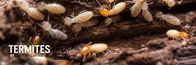 For general pest control, bed bugs, and spider control services, we are here for you. Coast Pest Control