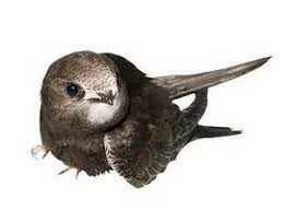 A Day Of Contrasts Swift Bird Animals Beautiful Animals