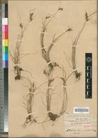 Image result for Pycreus africanus