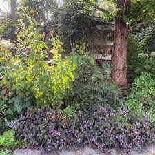 Image result for Tinnea galpinii