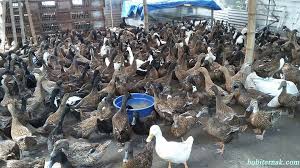 Sebenarnya mengetahui semua makanan khas 34 provinsi beserta gambarnya akan memberikan anda banyak wawasan yang semakin baik tentang kekayaan kuliner indonesia. 6 Tips Supaya Bebek Bertelur Setiap Hari