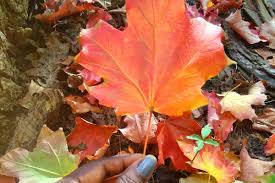 During fall, maple leaves blow around for players to catch and craft recipes with. Where Fall Colors Are Hitting Their Peak In One Map Vox