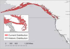 Spined sea star) to 40 inches across (our local sunflower sea star). Sunflower Sea Stars Certified As Critically Endangered By International Organization Puget Sound Institute