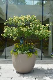 Pin By Morton Arboretum On Container Gardens Container Gardening Terrace Garden Design Amazing Gardens