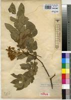 Image result for Albizia grandibracteata