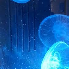 Moon jellyfish tend to live alone but water currents and wind may tend to steer them in groups called blooms. Pet Jellyfish Home Facebook