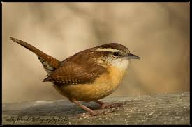Birds Native To Virginia Carolina Wren Northern Virginia Birds Backyard Birds Wren Birds