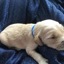 Breeders of merit are denoted by level in ascending order of: Akc Handsome Azul Boy In Wi Il Golden Retriever Golden Retriever Puppies Dogs For Sale