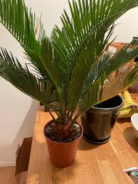 Check spelling or type a new query. Hello Cycads Community Can You Please Help Save My Sago Palm Cycads