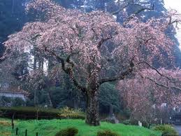 If others that you see in your neighborhood are leafing out and yours still isn't, perhaps something other than the cold has affected it. Weeping Cherry Tree Photographic Print Art Com