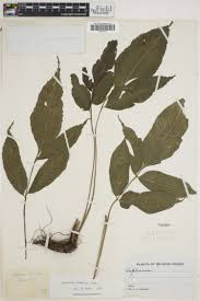 Image result for Asplenium inaequilaterale