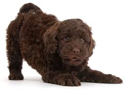 We do extensive health and temperament screening on all labradoodle breeding stock and puppies include a 2 year health guarantee. 1 Labradoodle Puppies For Sale By Uptown Puppies