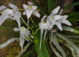 Image result for Mystacidium