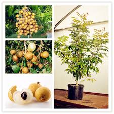 Larger seeds will need to be buried. How To Grow Longan Tree Growing Longan Kohala In Container Everything About Garden
