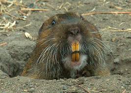 Jan 31, 2020 · striped gophers can destroy your yard. Getting Rid Of Gophers How To Get Rid Of Gophers And Voles