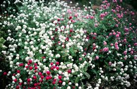 Image result for Sphaeranthus gomphrenoides