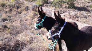 Donkey Weight Part 2 Equus Asinus