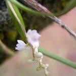 Image result for Polystachya hastata