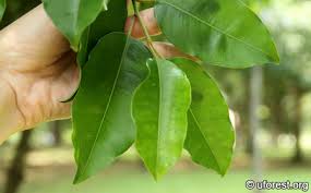 Image result for Mimusops elengi