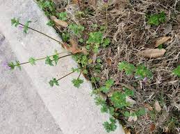 Just lay the scuffle hoe head flat on the ground. Texas Weed Identification Gardening Landscaping Stack Exchange