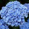 It is a deciduous shrub growing to 2 m (7 ft) tall by 2.5 m (8 ft) broad with large heads of pink or blue flowers in summer and autumn. Hydrangea Macrophylla Claudie