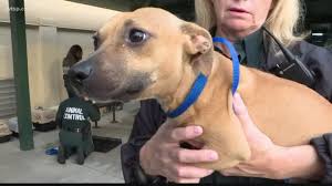 Surely we, as responsible individuals, can do something about this. Polk County Takes First Step Towards Becoming A No Kill Zone Wtsp Com