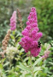 Image result for Spiraea douglasii