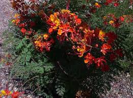 Red Bird Of Paradise Arizona Red Bird Of Paradise Flowers Paradise Flowers Birds Of Paradise Poinciana