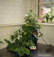 Plantfiles Pictures Variegated Bleeding Heart Vine Glory Bower Variegatum Clerodendrum Thomsoniae By Kel Bleeding Heart Bleeding Heart Vine Indoor Plants