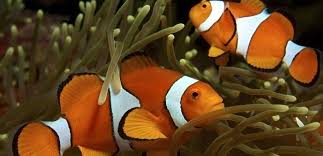 Palyaco Soytari Baligi Ozellikleri Ve Bakimi Tropik Baliklar Balik Kayip Balik Nemo