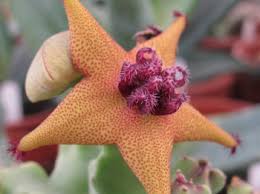 Image result for Cienfuegosia gerrardii