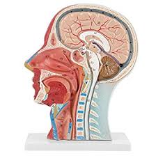 The neck is a complex anatomic region between the head and the body. Amazon Com Anatomical Head Model Anatomical Human Anatomical Half Head And Face Anatomy Medical Brain Neck Median Section Study Model Industrial Scientific