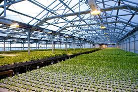 Agriculture remains an important sector of malaysia's economy, contributing 12 percent to the national gdp and providing employment for 16 percent of the population. Malaysia Eyes Agricultural Modernisation To Revive The Sector
