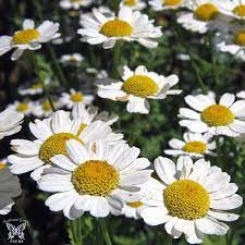 Feverfew White Daisy Like Flowers With Yellow Centers On 3 Ft Tall Perennial Plants Swallowtailgardenseeds Com Feverfew Medicinal Plants Plants