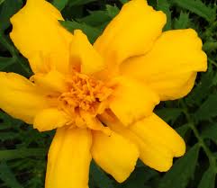 Image result for tagetes)