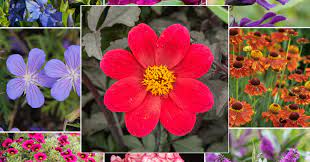 20 Super Easy Plants That Will Add Instant Colour To Your Garden