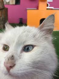 Pin By Turkmenoglu Alisveris Merkezi On Van Kedisi Paylasim Sayfasi Page Sharing Van Cats In Turkey Kittens Cats Animals