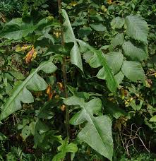 Image result for Lactuca imbricata
