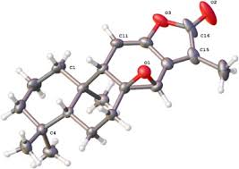 Image result for Suregada procera