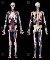Ribs front and back vectors (28). Human Vein Stock Photos Offset