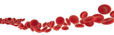 Red blood cell animal definition. Red Blood Cell The Definitive Guide Biology Dictionary