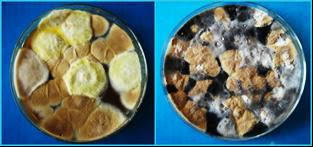 Image result for Cyperus trigonellus