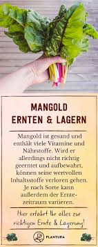 Mangold ist ein leckeres blattgemüse, das man ab juni ernten kann. Mangold Ernten Tipps Zur Erntezeit Lagerung Plantura Erntezeit Mangold Mangold Rezepte